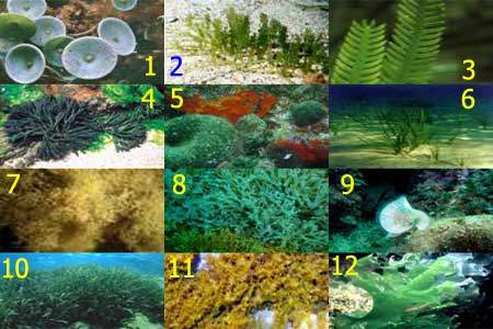 Terrains sous marins