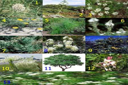 Terrain siliceux et calcaire