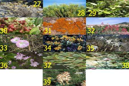 Terrain siliceux et calcare