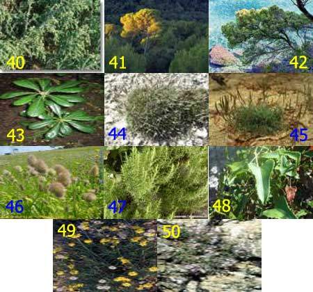 Terrain siliceux et calcaire