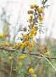 Acacia farnesia
