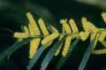 Acacia Longifolia