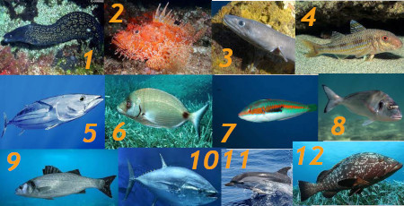 poissons et mammifères marins