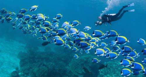 Plongée sous-marine