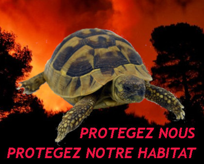 Protection des tortues